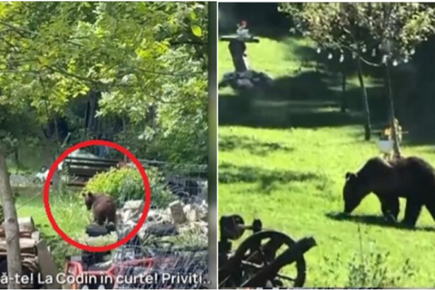 video toti muntii sunt plini orasul in care localnicii sunt terorizati de ursi zi si noapte animalele intra fara frica in gospodarii 684a7b00e42b7