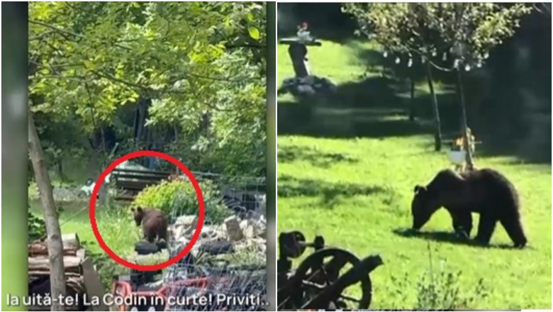 „Orașul asediat de urși: cum locuitorii îndură vizitele nocturne ale animalelor fără frică” 1 video toti muntii sunt plini orasul in care localnicii sunt terorizati de ursi zi si noapte animalele intra fara frica in gospodarii 684a7b00e42b7