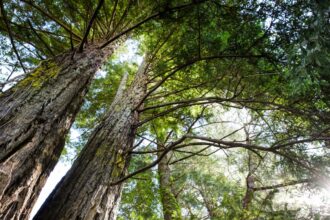 win win new maps reveal best opportunities for global reforestation 68494a12e189e