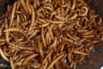 yuck factor eating insects rather than meat to help the planet is failing study finds 685bce104ed91