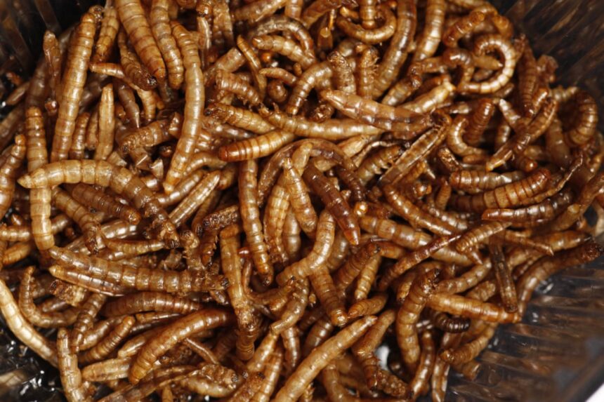 "Insecte pe masă: studiul dezvăluie eșecul consumului acestora ca alternativă la carne pentru salvarea planetei." 1 yuck factor eating insects rather than meat to help the planet is failing study finds 685bce104ed91