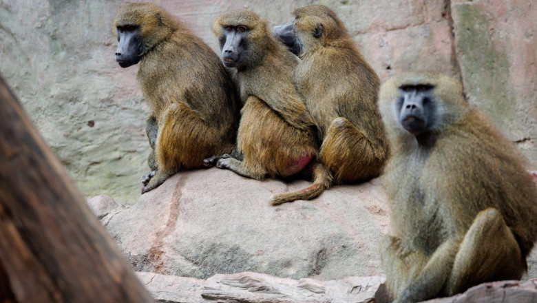 12 babuini au fost ucisi in germania din cauza ca gradina zoologica unde traiau nu mai are loc pentru ei 6889bccf01d57