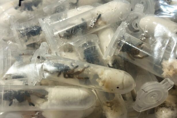 about 1500 tarantulas found hidden in cake boxes at german airport 687520948fb66