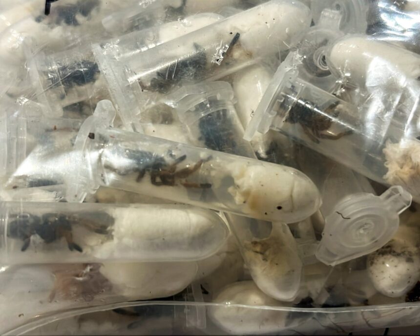 Descoperirea surprinzătoare: 1.500 de tarantule ascunse în cutii de prăjituri la un aeroport din Germania. 1 about 1500 tarantulas found hidden in cake boxes at german airport 687520948fb66