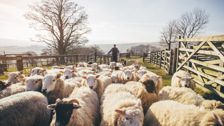 APIA dă startul eliberării adeverințelor pentru fermierii care cresc animale și doresc să acceseze credite bancare. 1 apia incepe eliberarea adeverintelor pentru fermierii crescatori de animale care vor sa ia credite bancare 687f7397aa27b