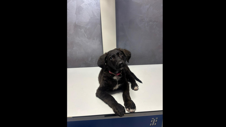 Bărbat prins de autorități după ce a agresat un pui de câine pe stradă, în București; cățelul a fost transportat la o clinică veterinară. 1 barbat retinut de politisti dupa ce a batut un pui de caine pe strada in bucuresti catelul a fost dus la o clinica veterinara 686ad34646fd7