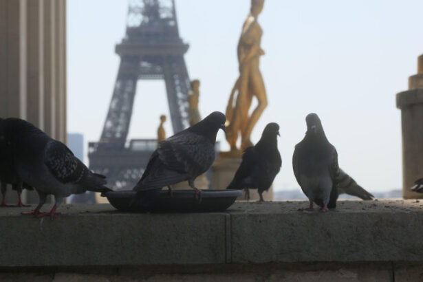 canicula lasa parisul fara curent electric realimentarea cu energie este ingreunata de o greva 686a4ed30c3ed