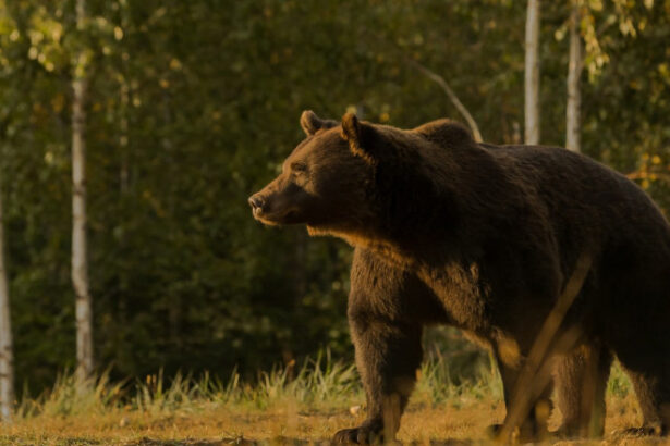 cioban atacat de urs langa o stana din judetul arges este al treilea caz in decurs de o saptamana 6874a861a7030