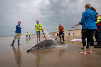 experts baffled as rarely seen beaked whales involved in series of strandings 688a08e003ace