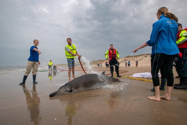 experts baffled as rarely seen beaked whales involved in series of strandings 688a08e003ace