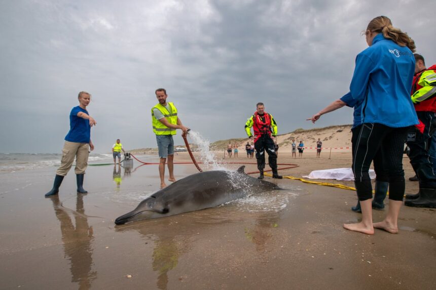 Cercetătorii rămân perplexi în fața strămutărilor misterioase ale unor balene cu bot, rar întâlnite 1 experts baffled as rarely seen beaked whales involved in series of strandings 688a08e003ace