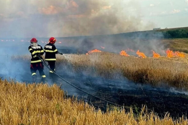 foto incendiile au facut prapad in arges sute de pomi fructiferi 4 autovehicule si mai multe anexe gospodaresti au ars 6886f6775c954