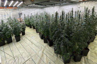 galerie foto politist cercetat pentru trafic de droguri a dezvoltat o cultura indoor de canabis impreuna cu sotia sa in dambovita 6888bf6db116f