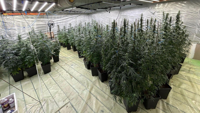 Ofițer sub lupa autorităților pentru implicare în trafic de droguri: cultiva canabis într-o seră, alături de soție, în Dâmbovița 1 galerie foto politist cercetat pentru trafic de droguri a dezvoltat o cultura indoor de canabis impreuna cu sotia sa in dambovita 6888bf6db116f