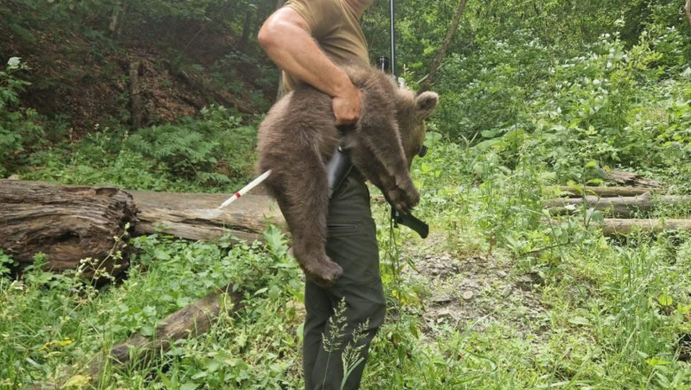 Un pui de urs salvat de pe Transfăgărășan, în stare de șoc și slăbiciune. ONG-ul Agent Green denunță indiferența autorităților. 1 galerie foto unul dintre puii ursoaicei ucise pe transfagarasan preluat slabit si speriat ong ul agent green acuza autoritatile de neglijenta 68700b921bb82