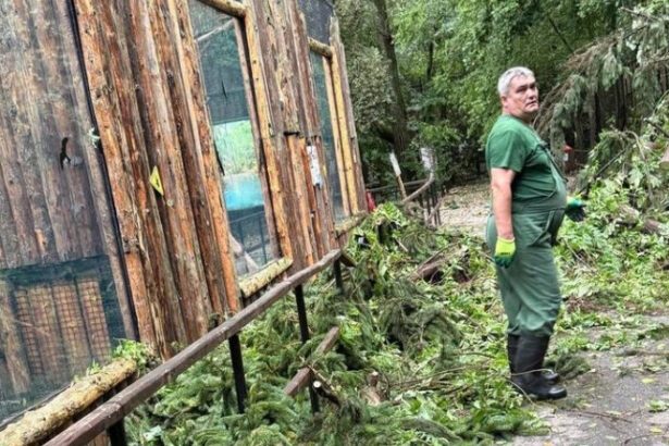 gradina zoologica bucuresti inchisa temporar din cauza furtunii de ieri care este starea animalelor 687bf63192e11