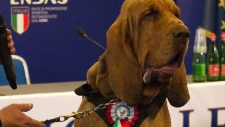 Proteste în Italia după moartea lui Bruno, câinele-erou care a salvat nouă suflete. Meloni: „Un gest rușinos și intolerabil.” 1 indignare in italia dupa uciderea lui bruno un caine erou care a salvat 9 vieti meloni un act las si inacceptabil 686bcc3e3746e