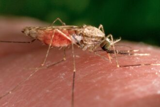 malaria back with a vengeance in zimbabwe as number of deaths from the disease triple 687f3873687cd