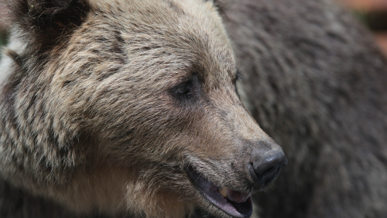 Ministerul Mediului propune instalarea de garduri electrice pentru a proteja localitățile de urși, în timp ce puii de pe Transfăgărășan rămân dispăruți 1 ministerul mediului vrea garduri electrice impotriva ursilor in mai multe localitati puii de pe transfagarasan de negasit 688251fa10ffe