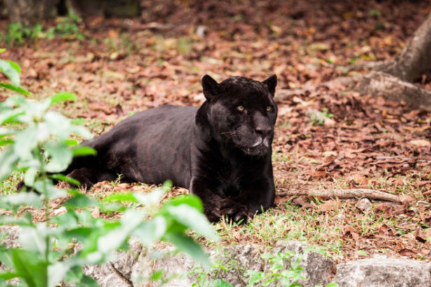 misterul panterei negre care ar fi fost vazuta in romania ce spun expertii din bulgaria locul unde a fost semnalata prima data 68642819096f8