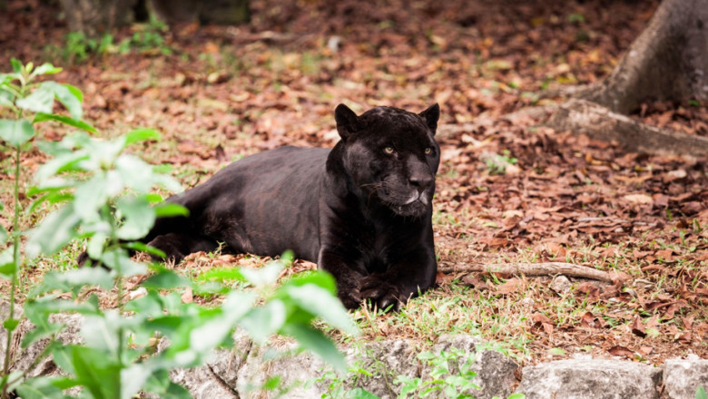Enigma panterei negre observate în România: Ce dezvăluie specialiștii din Bulgaria, locul de origine al apariției. 1 misterul panterei negre care ar fi fost vazuta in romania ce spun expertii din bulgaria locul unde a fost semnalata prima data 68642819096f8