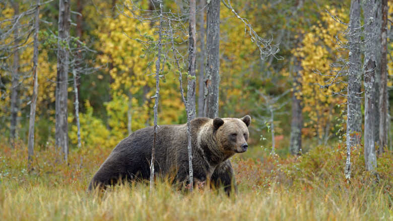 news alert motociclist ucis de un urs pe transfagarasan animalul l a tras in padure langa lacul vidraru 686648d723339