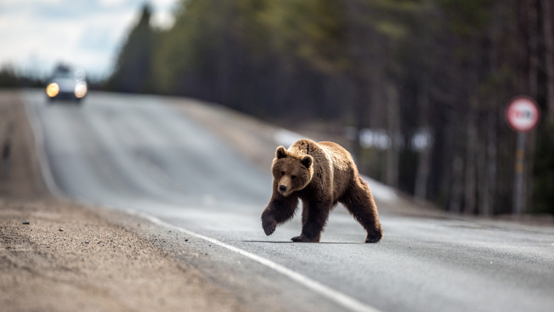 Primul oraș din România care a implementat un sistem de gard electric pentru protecția împotriva urșilor. „Planificăm să adăugăm încă 5.200 de metri.” 1 primul oras din romania care a montat gard electric impotriva ursilor urmeaza sa instalam inca 5 200 de metri 68778bd94657a