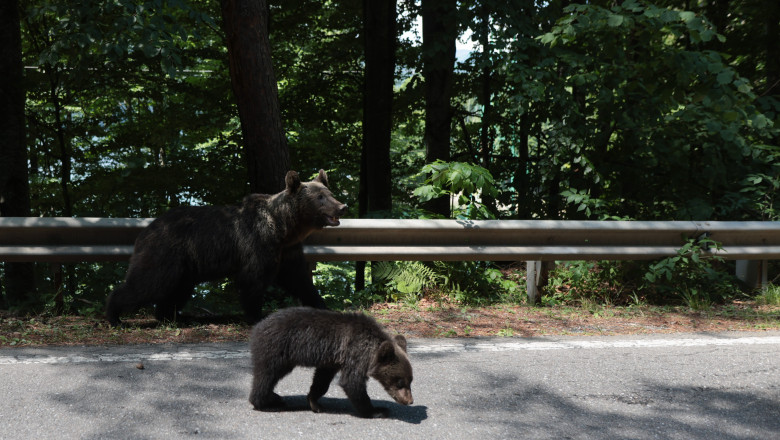 Puii ursoaicei vânați pe Transfăgărășan rămân dispăruți, iar sanctuarul din Zărnești anunță că nu i-a primit. 1 puii ursoaicei impuscate pe transfagarasan nu au fost gasiti sanctuarul din zarnesti spune ca nu i a preluat 686d80a3c322a
