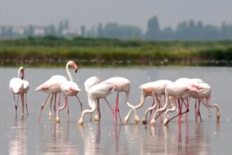 risotto rice under threat from flamingoes in north eastern italy 6872092ba1865
