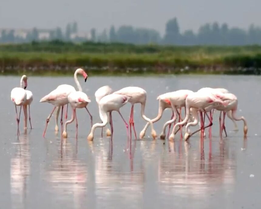 Risotto-ul din nord-estul Italiei, în pericol din cauza flamingo-urilor. 1 risotto rice under threat from flamingoes in north eastern italy 6872092ba1865