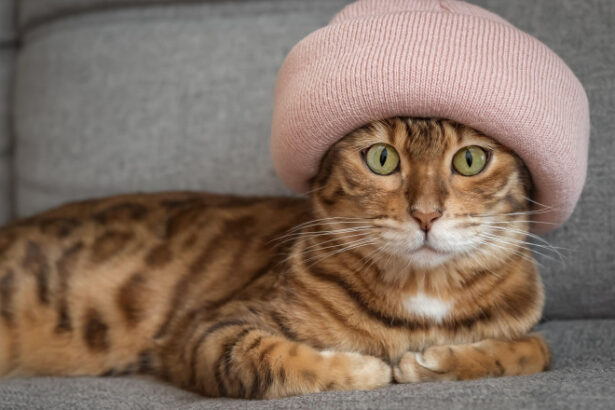 romania pe primul loc in ue la detinerea de pisici 48 dintre gospodarii au cel putin una ce tari prefera cainii 68811351793ba