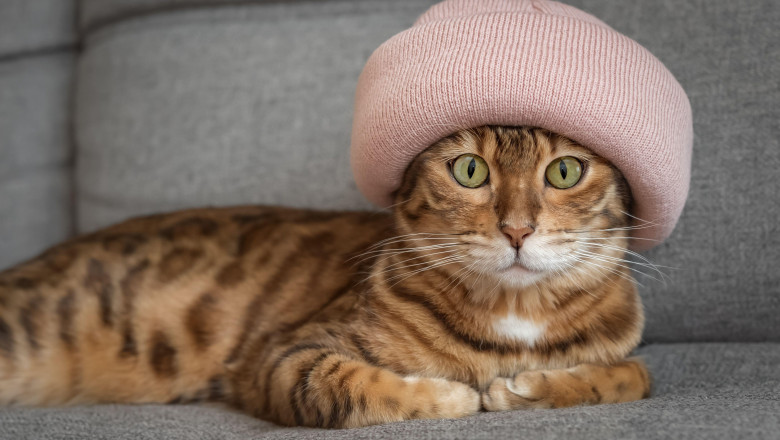 România, lider în UE la iubirea pentru pisici: 48% dintre familii au cel puțin o felină. Care sunt țările care își aleg câinii ca prieteni? 1 romania pe primul loc in ue la detinerea de pisici 48 dintre gospodarii au cel putin una ce tari prefera cainii 68811351793ba