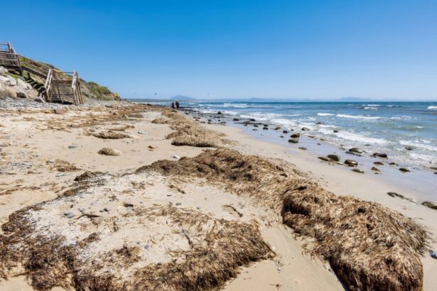 thousands of tons of invasive seaweed overwhelming spanish beaches 6885d70495544