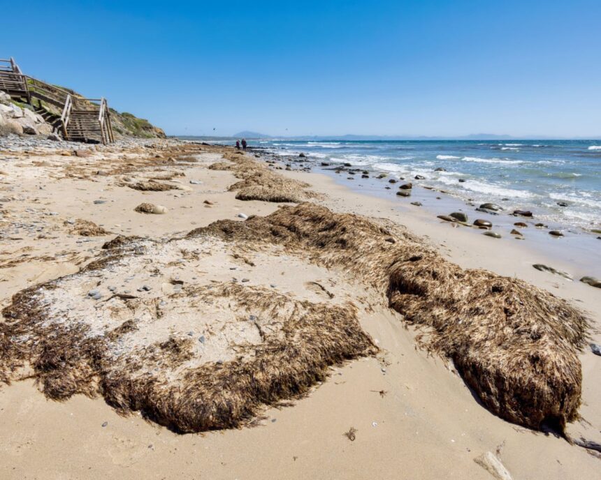 thousands of tons of invasive seaweed overwhelming spanish beaches 6885d70495544