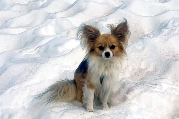 tiny pet dog credited with helping to save hiker trapped in swiss glacier 686d269f38ae4