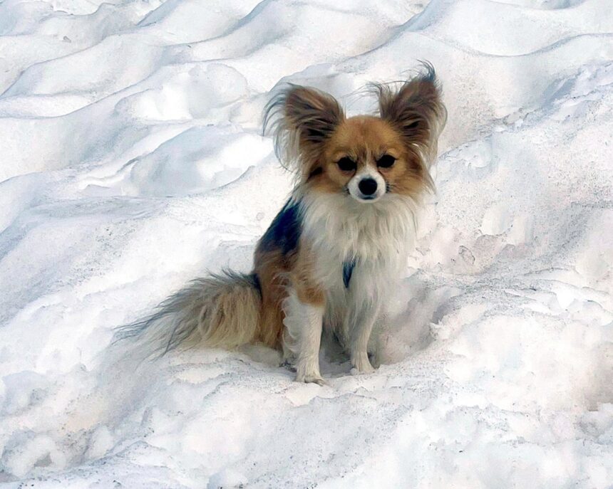 Câinele de companie mic, erou în salvarea unui turist prins în ghețarul elvețian. 1 tiny pet dog credited with helping to save hiker trapped in swiss glacier 686d269f38ae4