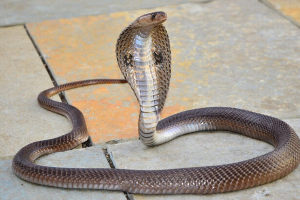 un baiat de doi ani din india a ucis o cobra dupa ce a muscat sarpele care l a atacat in timp ce se juca 688a136b59940