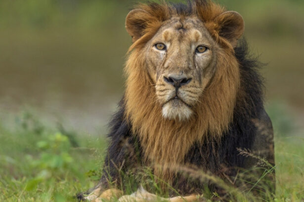 un leu domesticit a atacat o femeie si doi copii pe strada intr un oras din pakistan 6867e8c04213e