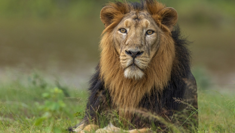 Un leu sălbatic a rănit o femeie și doi copii pe o stradă dintr-un oraș pakistanez. 1 un leu domesticit a atacat o femeie si doi copii pe strada intr un oras din pakistan 6867e8c04213e