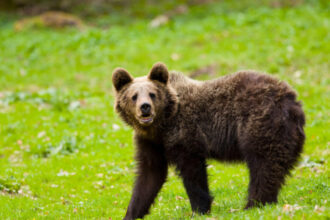 video cioban fugarit de urs in muntii fagaras barbatul a fost ranit la picior si a fost preluat de salvamontisti 6867b5501ff87