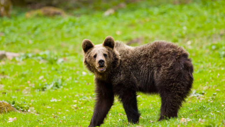 Cioban atacat de un urs în Munții Făgăraș, rănit la picior și salvat de echipa de intervenție. 1 video cioban fugarit de urs in muntii fagaras barbatul a fost ranit la picior si a fost preluat de salvamontisti 6867b5501ff87