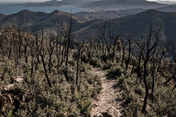 video cum alimenteaza schimbarile climatice incendiile de vegetatie din europa aproape 230 000 de hectare facute scrum in decursul a 6 luni 6877319f84eab