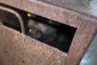 video primele imagini cu unul dintre puii ursoaicei ucise pe transfagarasan dupa ce a ajuns la sanctuar care este starea animalului 687331e8e2f68