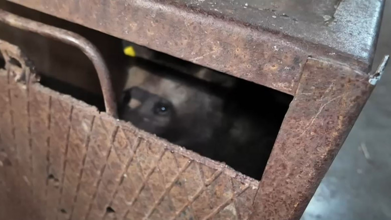 Primele momente cu unul dintre puii ursoaicei răpite pe Transfăgărășan, sosit la sanctuar. Cum se află acesta? 1 video primele imagini cu unul dintre puii ursoaicei ucise pe transfagarasan dupa ce a ajuns la sanctuar care este starea animalului 687331e8e2f68