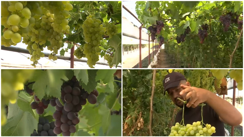 Strugurii românești din acest sezon sunt pregătiți pentru recoltare. Descoperă aspectul lor și prețul strugurilor de seră, cultivați alături de roșii și castraveți. 1 video primii struguri romanesti din acest an gata de cules cum arata si cat costa strugurii de sera crescuti printre rosii si castraveti 6874a866a5528