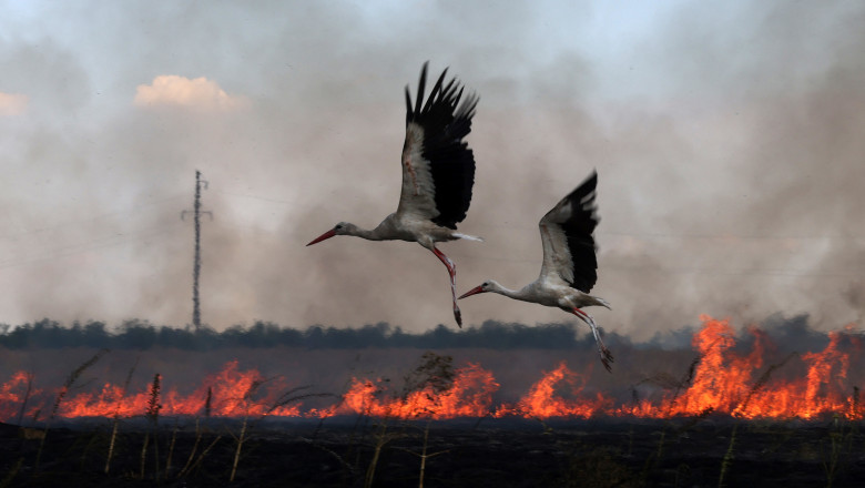 Războiul văzut prin prisma animalelor: Cum a fost afectată fauna sălbatică din Ucraina după invazia rusă. 1 video razboiul prin ochii animalelor inregistrarile care ofera indicii despre cum s a schimbat viata salbatica din ucraina dupa invazia rusa 687c0f1ed01b5