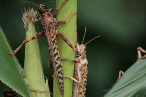 video roiuri de lacuste au invadat sudul ucrainei autoritatile de la kiev dau vina pe rusia 68878f28da879