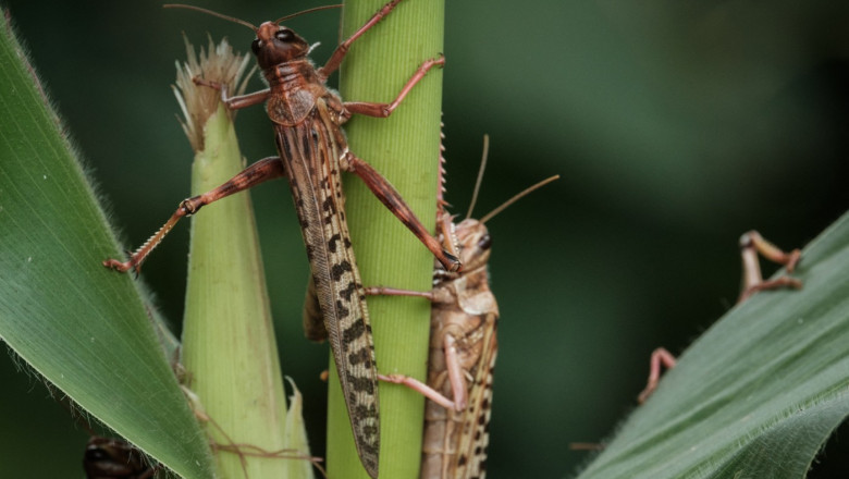 Invazia roiurilor de lăcuste în sudul Ucrainei: Kievul acuză Moscova 1 video roiuri de lacuste au invadat sudul ucrainei autoritatile de la kiev dau vina pe rusia 68878f28da879