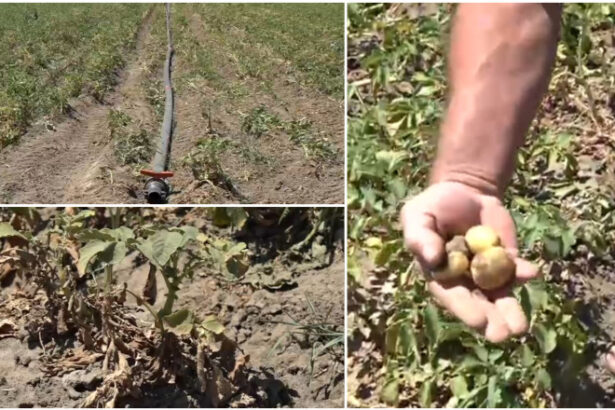 video sunt uscati niciun pic de umezeala disperare printre agricultori dupa ce seceta a afectat puternic si culturile de cartofi 6869f596938db