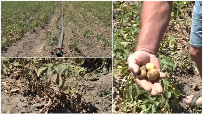 „Culturile de cartofi, în suferință: agricultorii se confruntă cu seceta devastatoare.” 1 video sunt uscati niciun pic de umezeala disperare printre agricultori dupa ce seceta a afectat puternic si culturile de cartofi 6869f596938db
